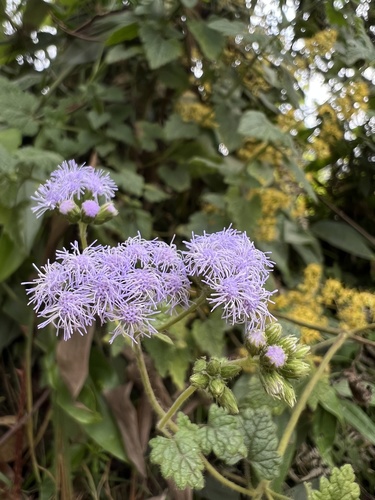 Lourteigia ballotifolia, photograph 6