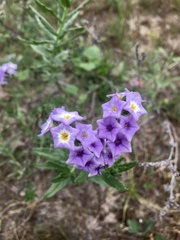 Heliotropium phylicoides