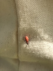 Microrhopala vittata