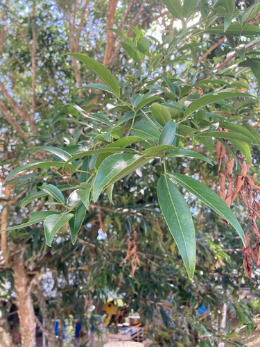 Zygia longifolia - Whole tree