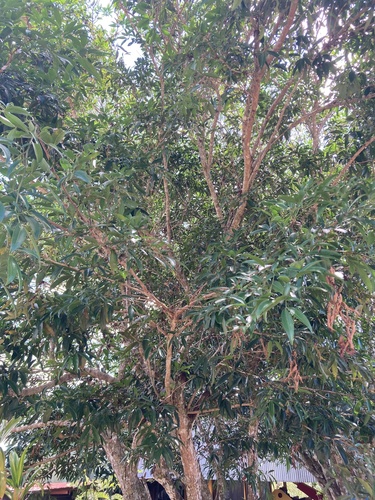 Zygia longifolia - Leaves