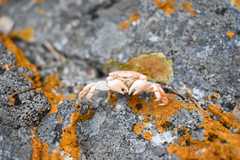 Cyclograpsus cinereus