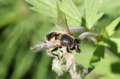 Helophilus lapponicus
