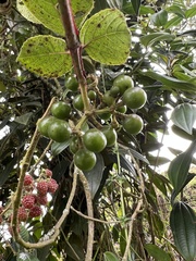 Cissus obliqua
