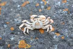Cyclograpsus cinereus