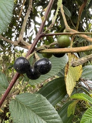 Cissus obliqua