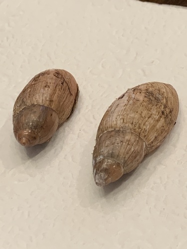 Euglandina rosea image