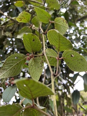 Cissus obliqua
