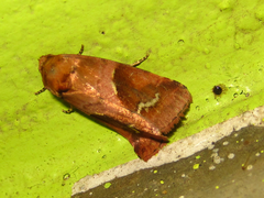 Plusilla rosalia