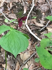 Trillium