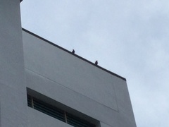 Acridotheres javanicus