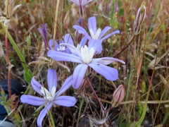 Brodiaea nana