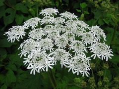 Heracleum moellendorffii
