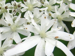 Heracleum moellendorffii