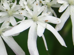 Heracleum moellendorffii