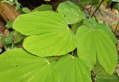 Bauhinia picta