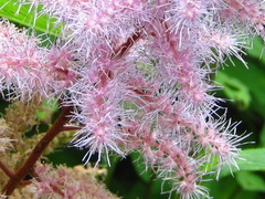 Astilbe rubra