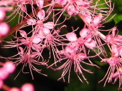 Astilbe rubra