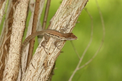 Anolis lineatus