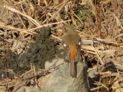 Phoenicurus auroreus