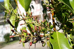 Tripodanthus acutifolius