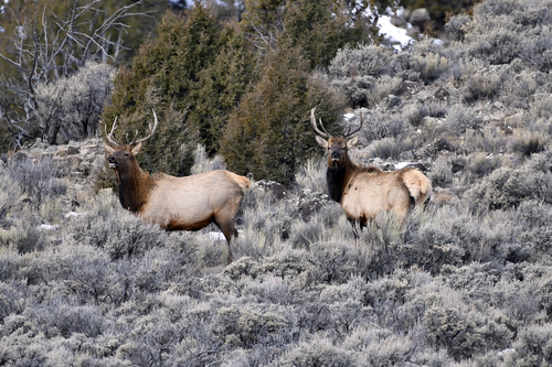 Elk photographed in Utah