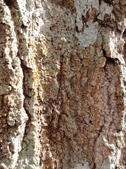 Brigantiaea leucoxantha