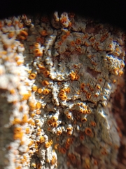 Brigantiaea leucoxantha