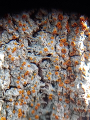 Brigantiaea leucoxantha