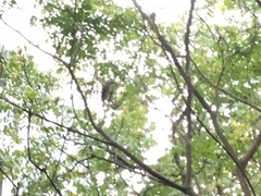 Yungipicus moluccensis