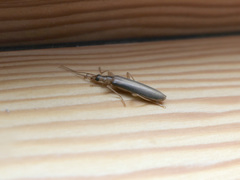 Thelyphassa lineata