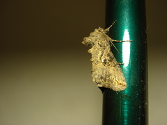 Lepidoptera