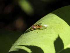 Syrphus octomaculatus