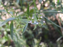 Verbena montevidensis