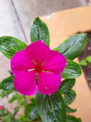 Catharanthus roseus