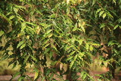 Syzygium anisatum