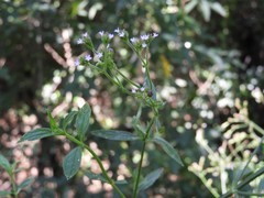 Verbena montevidensis
