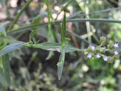 Verbena montevidensis