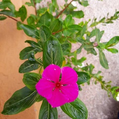 Catharanthus roseus
