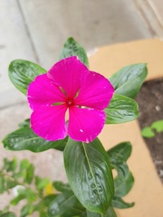 Catharanthus roseus
