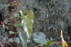 Anthurium concinnatum image