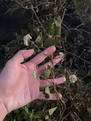 Mikania scandens image