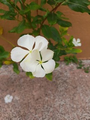 Catharanthus roseus