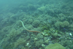 Laticauda semifasciata