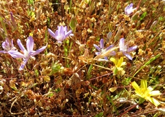 Brodiaea nana