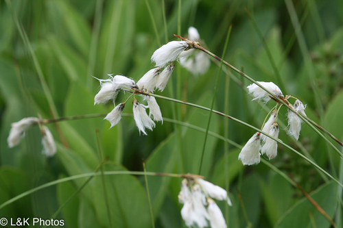 Thinleaf cottonsedge (Eriophorum viridicarinatum)