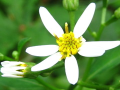 Aster scaber