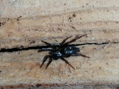 Callilepis nocturna