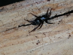 Callilepis nocturna