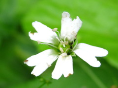 Silene seoulensis